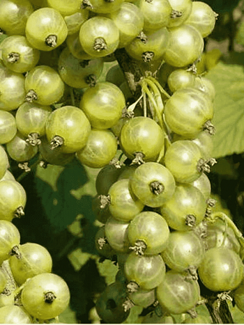 Смородина зеленоплодная Изумрудное ожерелье