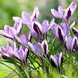 Крокус Ботанический Spring Beauty