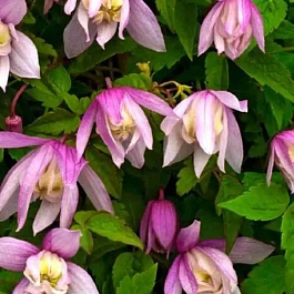 Клематис Pink Flamingo