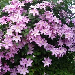 Клематис гибридный Comtesse de Bouchaud