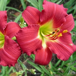 Лилейник гибридный Руби Стелла