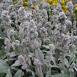 Чистец шерстистый