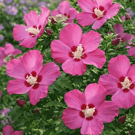 Гибискус сирийский Woodbridge