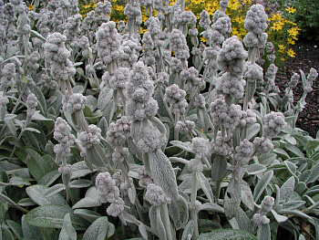 Чистец шерстистый