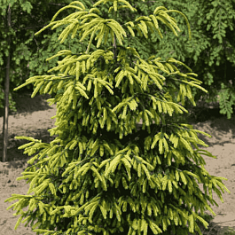 Ель восточная Early Gold