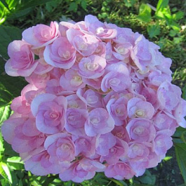 Гортензия крупнолистовая Ю энд ми лав