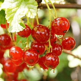 Смородина красная Ненаглядная