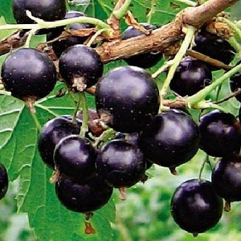 Смородина черная Орловия