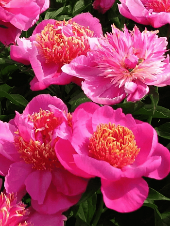 Пион Молочноцветковый Neon