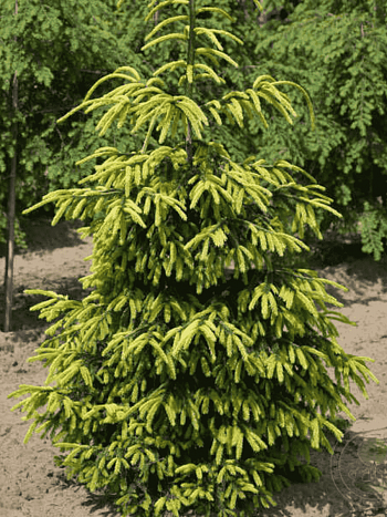 Ель восточная Early Gold