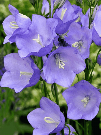 Колокольчик персиколистный Caerulea