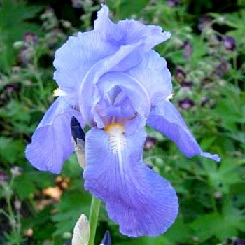 Ирис германский Empress Of India