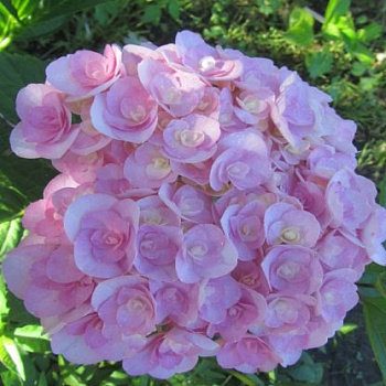 Гортензия крупнолистовая Ю энд ми лав