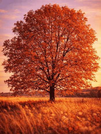 Дуб красный