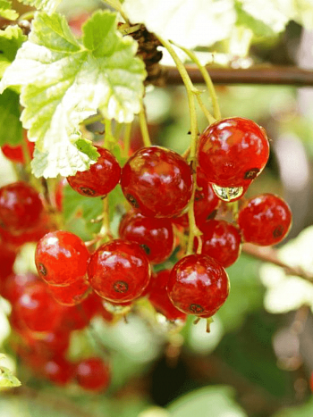 Смородина красная Ненаглядная