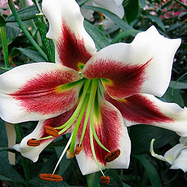 Лилия ОТ-гибрид Лесли Вудрифф