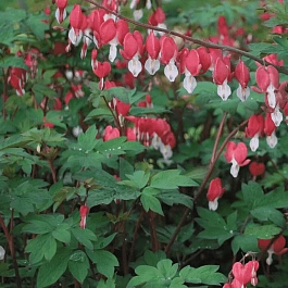 Дицентра гибридная Valentine