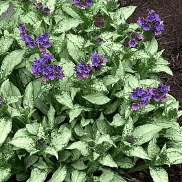 Медуница гибридная Silver Scimitar