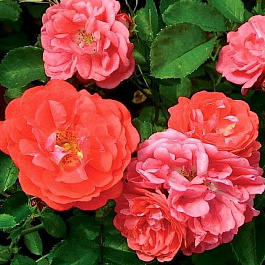 Роза флорибунда Мейян Корал Дрифт