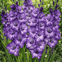 Гладиолус Blue Isle