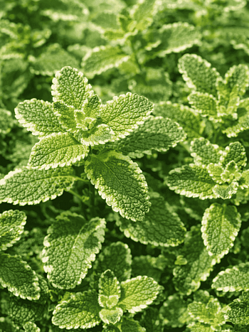 Мята Душистая Pinedo