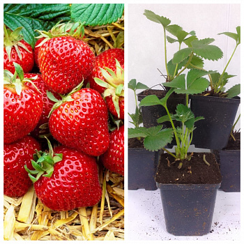 Земляника садовая Бравура НАБОР 5ШТ