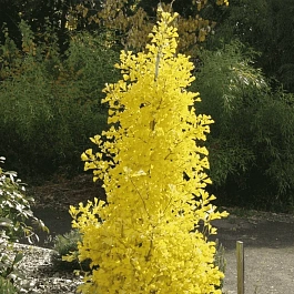 Гинкго двулопастный Menhir