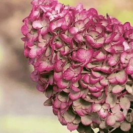 Гортензия метельчатая Colorful Cocktail