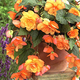 Бегония Каскад Санрей Бегония Каскад Санрей