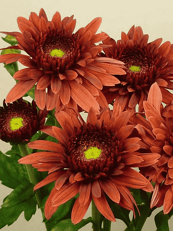 Хризантема  Beppie Red