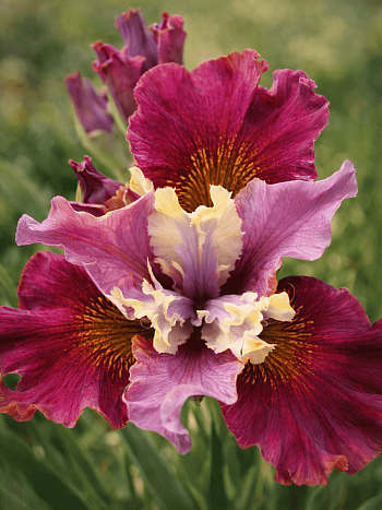 Ирис сибирский Cherry Fling