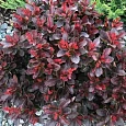 Барбарис Тунберга Atropurpurea Nana