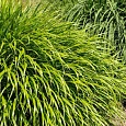 Хаконехлоа большая Nicolas