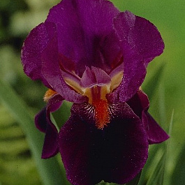 Ирис бородатый Амстердам