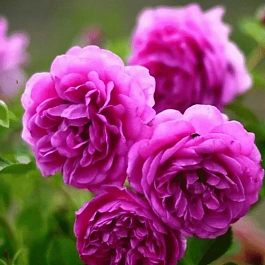 Роза чайно-гибридная Melina