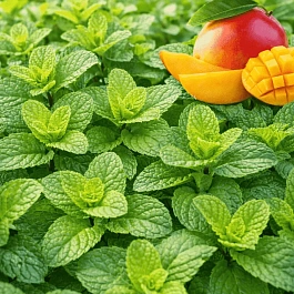 Мята Манго