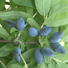 Жимолость плодовая Лазурная
