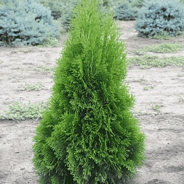 Туя западная Smaragd