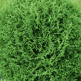 Туя западная Tiny Tim