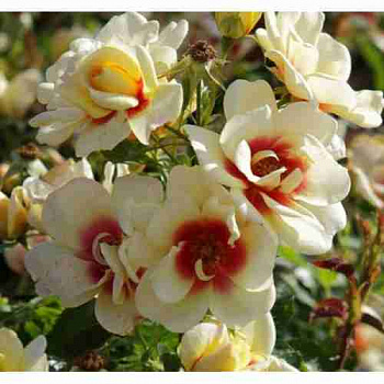 Роза гибридная Glorious Babylon Eyes