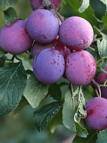 Слива домашняя Ренклод тамбовский