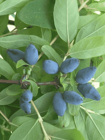 Жимолость плодовая Лазурная