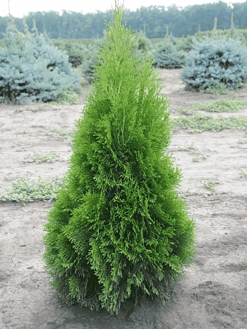 Туя западная Smaragd