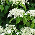 Гортензия плетистая Green Racer
