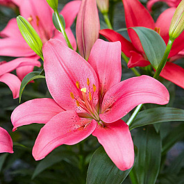 Лилия ЛА-гибрид Тиррено НАБОР 2ШТ (1+1)