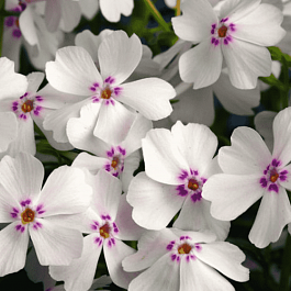 Флокс шиловидный Amazing Grace