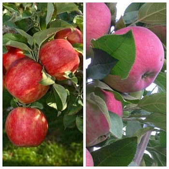 Дерево-сад (5 летка) яблоня 2 сорта Хоней Крисп-Мантет