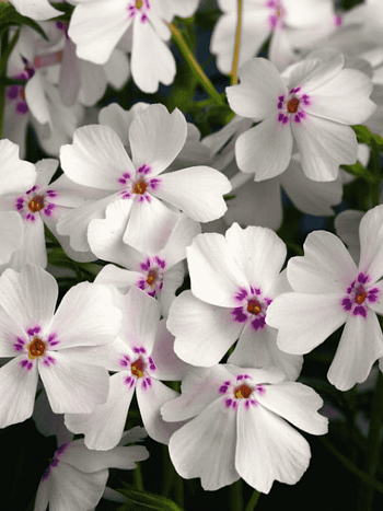 Флокс шиловидный Amazing Grace