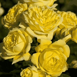 Роза чайно-гибридная Anny Duperey