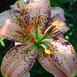 Лилия азиатская Танго Тропикал Бриз